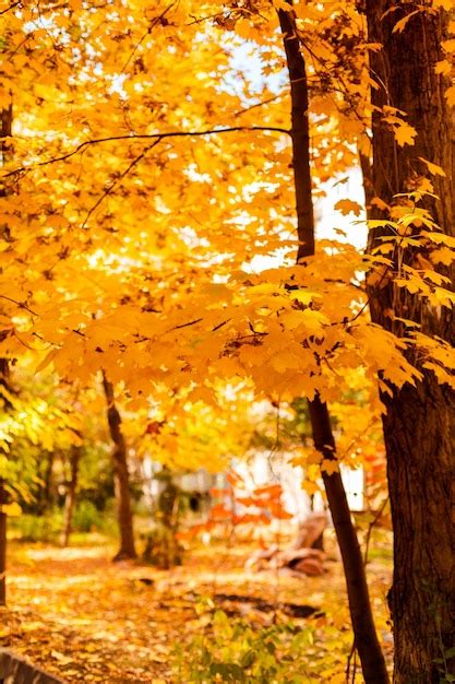 Premium Photo | Yellow autumn leaves