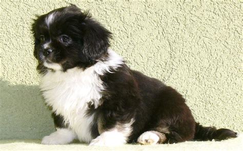 Tibetan Spaniel Puppies Breed information & Puppies for Sale