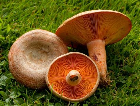 Lactarius deliciosus, Saffron Milkcap mushroom