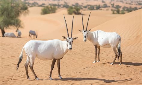 What Animals Live In The Arabian Desert? - WorldAtlas