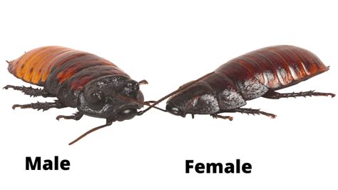 Madagascan Hissing Cockroach Care Guide - Reptile Cymru