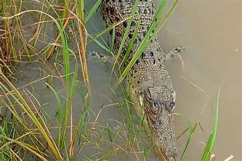 India’s highest altitude marsh crocodile habitat found at Odisha's Similipal Tiger Reserve - The ...