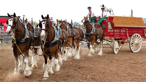 Budweiser Clydesdale Horses: History, Facts, FAQs & Ultimate Guide