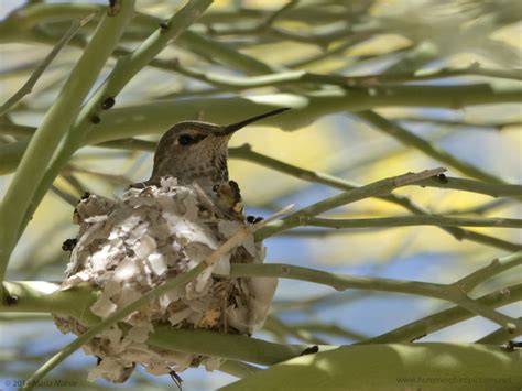 Nesting hummingbird