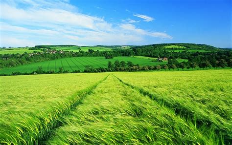 Hermosa primavera de campo y árboles wallpaper | Field wallpaper, Landscape wallpaper, Grass field