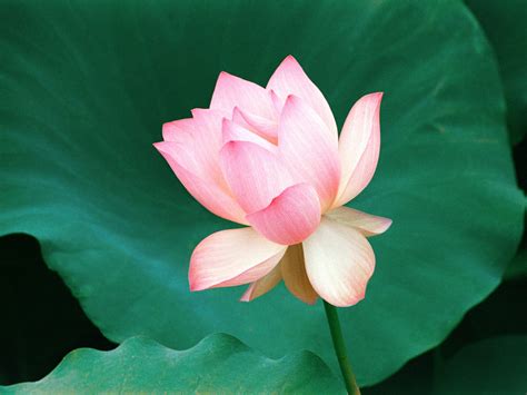 Pink Lotus Flowers - Flower HD Wallpapers, Images, PIctures, Tattoos ...