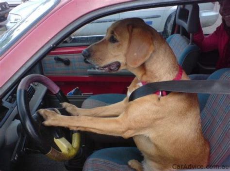 40 Cool dogs driving cars (40 pics) | Amazing Creatures