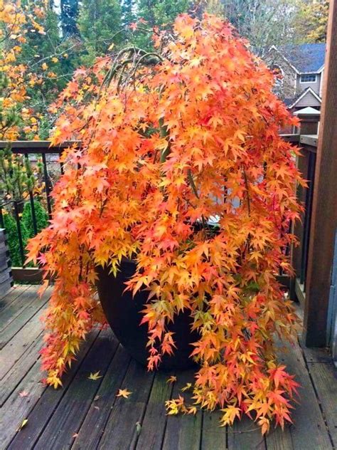 Acer palmatum Cascade Gold - Golden Foliage Weeping Waterfall Japanese Maple - LARGE Tree ...