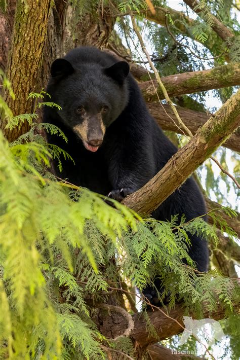 Black Bears Canada - Fascination Wildlife