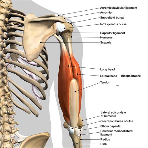 39 use the diagram to explain how muscles and bones work together to ...