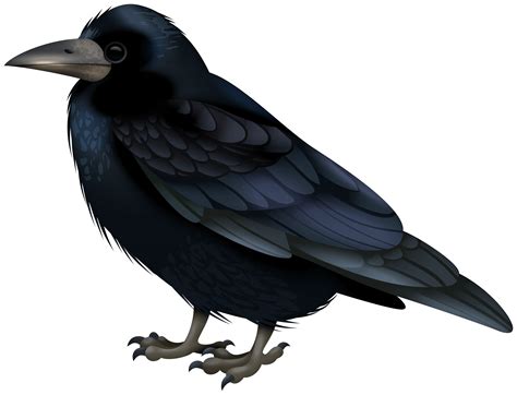 black crow clipart 20 free Cliparts | Download images on Clipground 2024