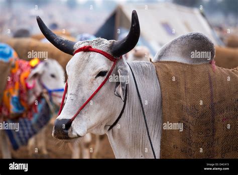 Nagaur Cattle Fair, Nagaur, Rajasthan, India Stock Photo - Alamy