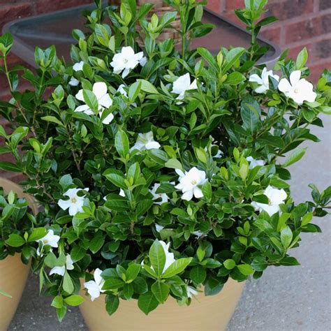 Radicans Gardenia | PlantAddicts.com