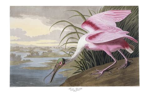 Roseate Spoonbill - Audubon Prints