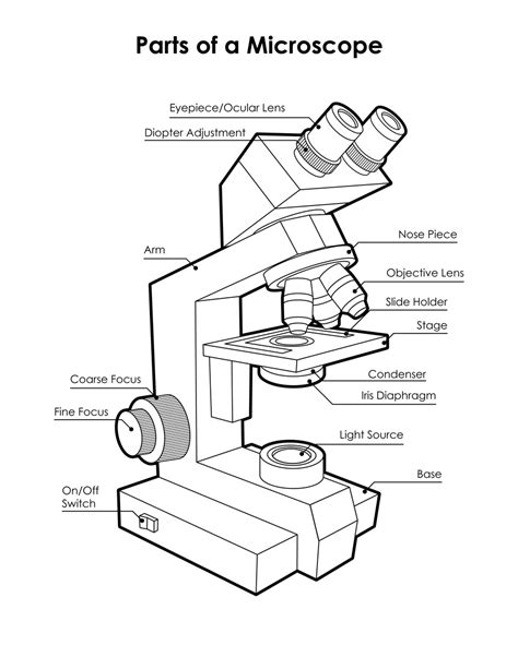 Microscope Diagram Labeled, Unlabeled and Blank | Parts of a Microscope