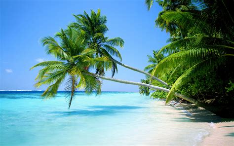 Tropical Palm Tree Wallpaper (56+ images)