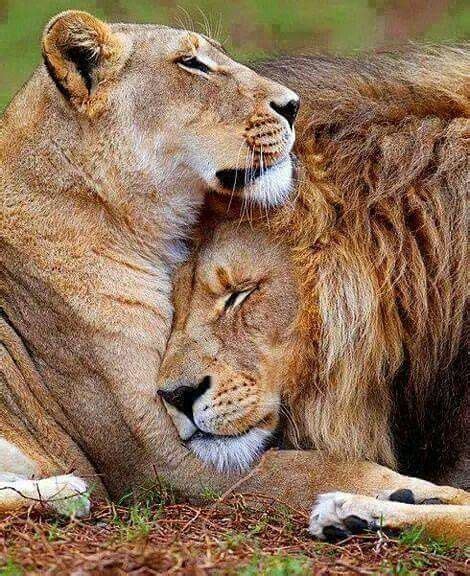 Pin by Mariah Thompson on Wild Life | Animals beautiful, Lion love, Majestic animals