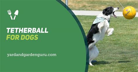 Tetherball for Dogs: Turn Your Backyard into a Playground