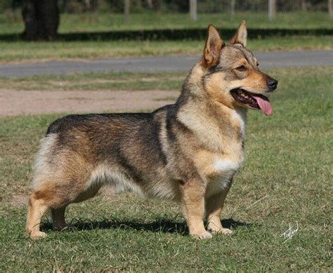 Corgi German shepherd mix characteristics, appearance and pictures