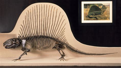 Dimetrodon Fossil Skeleton