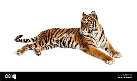 Tiger lying down isolated on white Stock Photo - Alamy