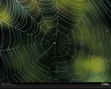 Spider Web Background wallpaper | 1280x1024 | #8690