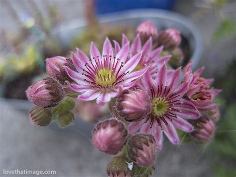 Sedum flower | Sara's Fave Photo Blog