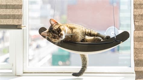 Best cat hammocks 2024: Let your feline hang out in style | PetsRadar