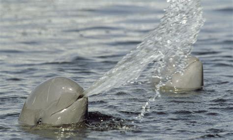 Irrawaddy Dolphins: The Smiling Faces of the Mekong | Stories | WWF