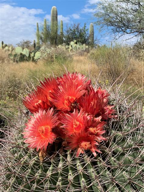 The Sonoran Desert is very happy : r/cactus