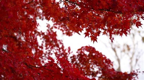 Red Maple Leaves 1624021 Stock Video at Vecteezy