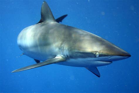 Carcharhinus falciformis