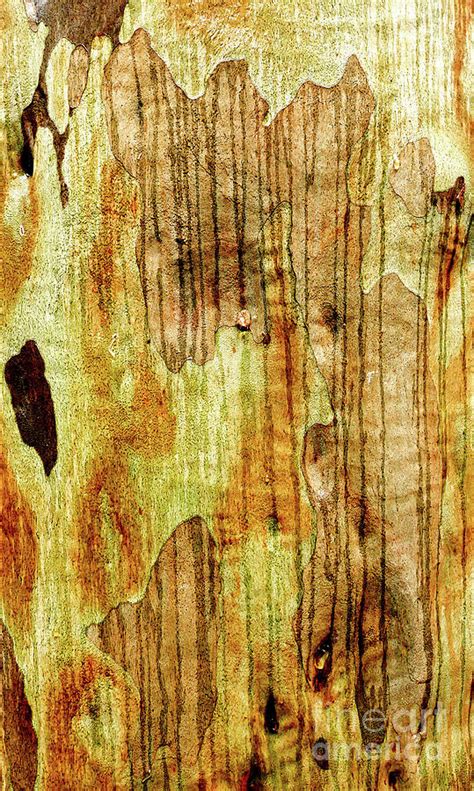 Tree Bark Series - Lines of Rain Photograph by Lexa Harpell | Fine Art ...