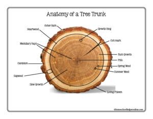 Count Growth Tree Rings to Age a Tree + Learn Parts of the Tree Trunk ...