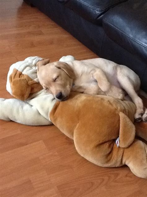 Cuddle buddies... | Cuddle buddy, Puppies, Animals