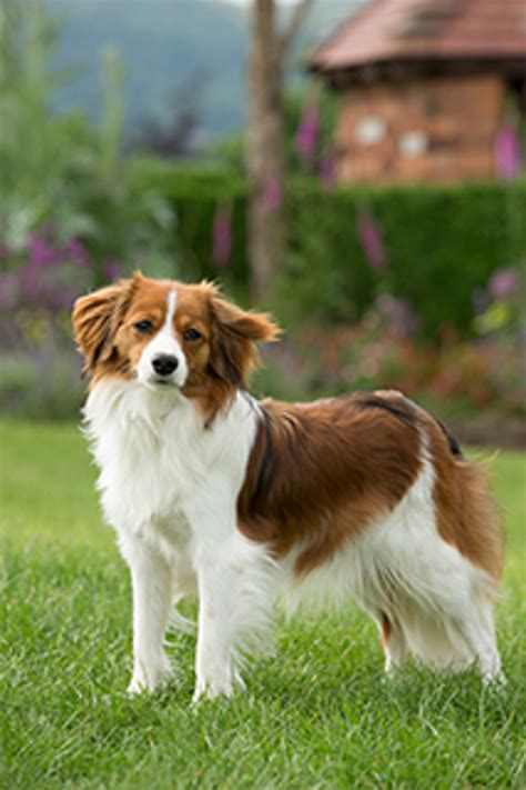 Kooikerhondje | Breeds A to Z | The Kennel Club