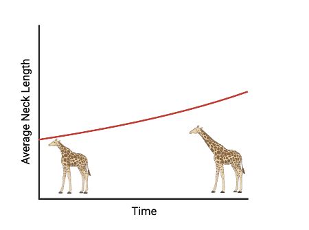 The Average Length of a Giraffe’s Neck: Exploring Variations in Size ...