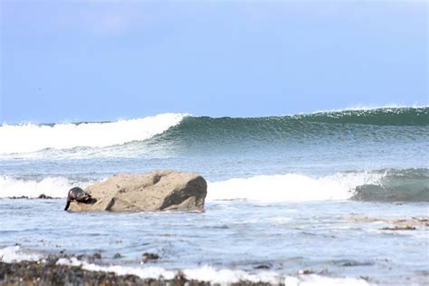 A life at the shoreline. .. by Jeff Copner : Lahinch Surfing Otter