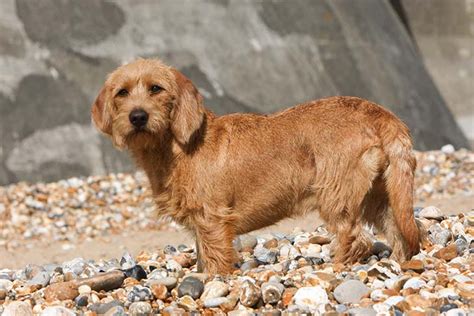 Basset Fauve de Bretagne - Temperament, Lifespan, Shedding, Puppy