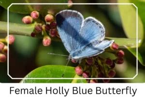 Holly Blue Butterfly: Identification, Facts, & Pictures