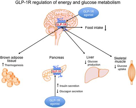 Liraglutide Weight Loss Mechanism | Blog Dandk