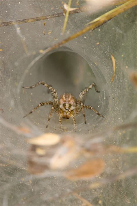 Funnel Weaver Spider (Agelenopsis species)