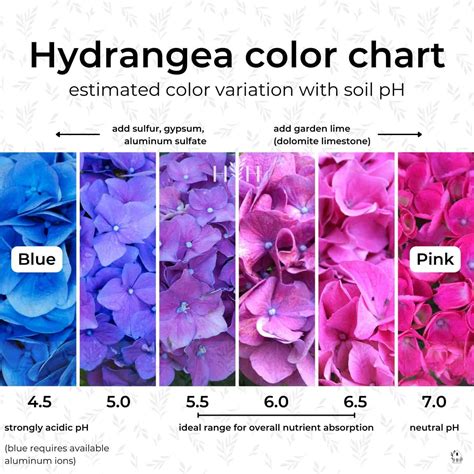 How to make hydrangeas purple 💜 🌸 The science and steps for vibrant blooms