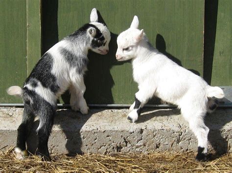 Goat Breeds - Facts, Types, and Pictures