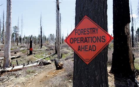 California environmentalists say logging a burned forest near Tahoe threatens rare woodpecker