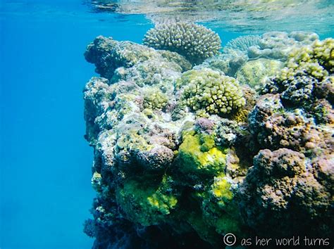 Snorkeling in the Cook Islands | As Her World Turns