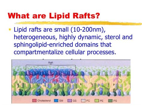 Lipid rafts an overview