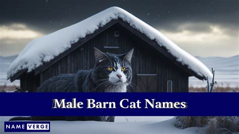 Barn Cat Names: 250+ Best Funny Names For Your Barn Cats