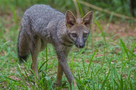 Hoary Fox by Rafael Martos Martins on 500px | Animals, Fox, Mammals