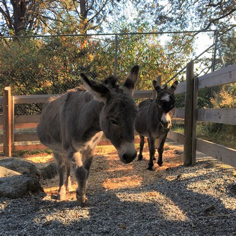 Miniature Donkeys | Beacon Hill Children's Farm